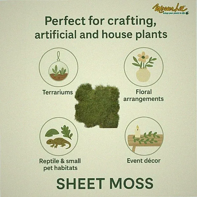 Decorative Green Moss - 520 sq. in. - Organic & Sustainable